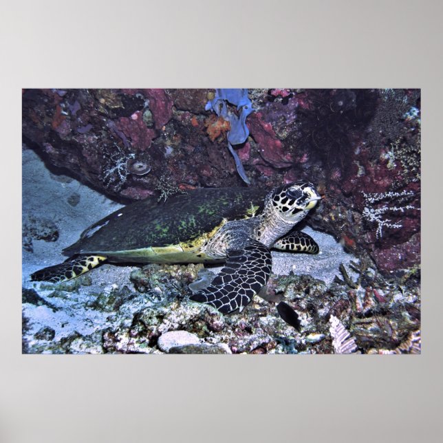 Poster Tortue abritée (Devant)