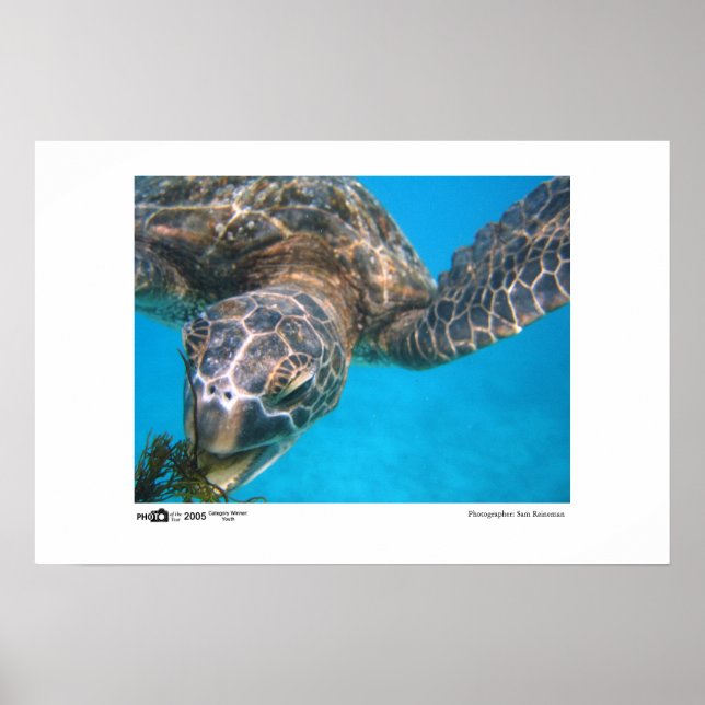 Poster Tortue affamée - Photo du gagnant de catégorie Ann (Devant)