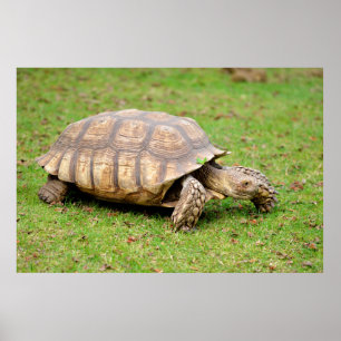 Poster Tortue aiguillée africaine sur l'herbe