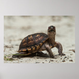Poster Tortue-boîte commune