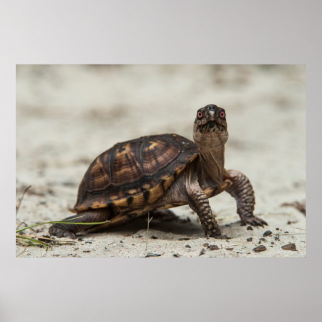 Poster Tortue-boîte commune (Devant)