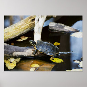 Poster Tortue de glisseur d'étang dans le sauvage