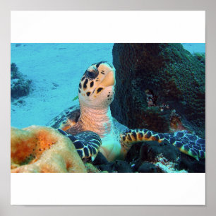 Poster Tortue de Hawksbill