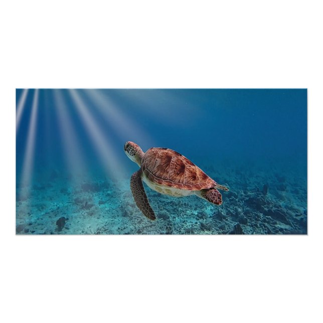 Poster Tortue de mer (Devant)