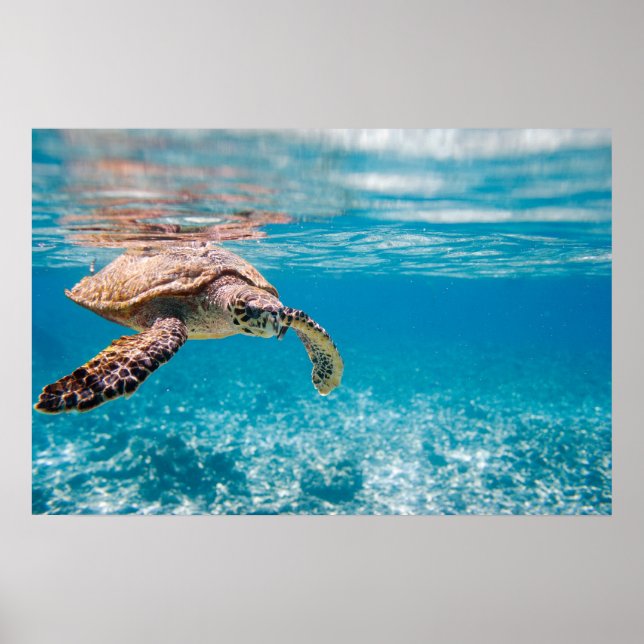 Poster Tortue de mer (Devant)
