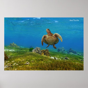 Poster Tortue de mer