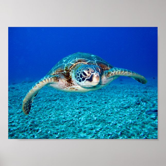 Poster Tortue de mer (Devant)