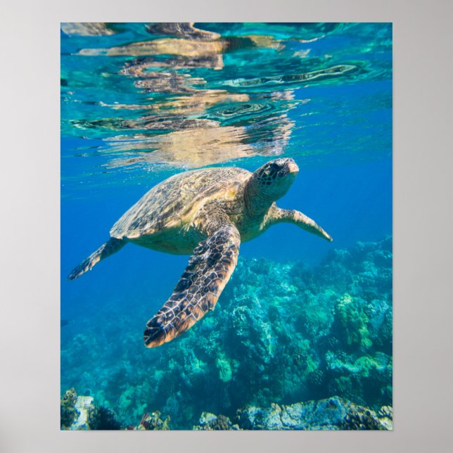 Poster Tortue de mer (Devant)
