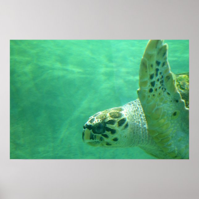 Poster Tortue de mer (Devant)