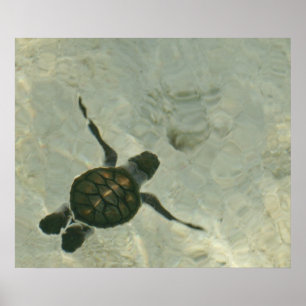 Poster Tortue de mer de bébé nageant à la mer