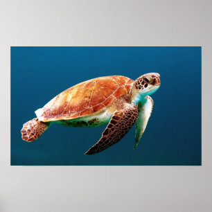POSTER TORTUE DE MER DE NATATION
