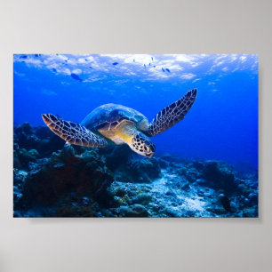 Poster Tortue de mer de natation dans l'eau bleue