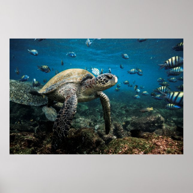 Poster Tortue de mer des Galápagos avec sergent-major Fis (Devant)