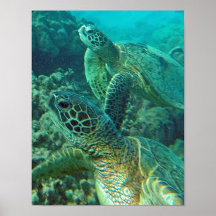 Poster Tortue de mer d'Hawaï
