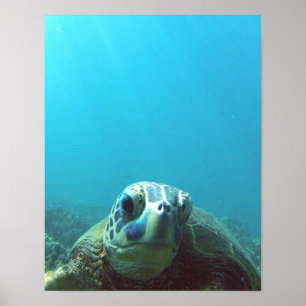 Poster Tortue de mer d'Hawaii
