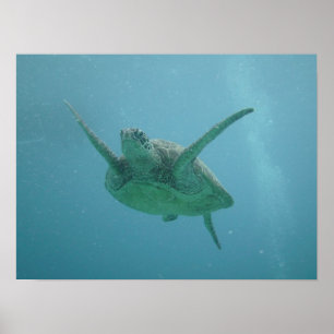 Poster Tortue de mer en habitat naturel