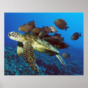 Poster Tortue de mer et copie de poissons