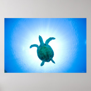 Poster Tortue de mer nageant sous l'eau