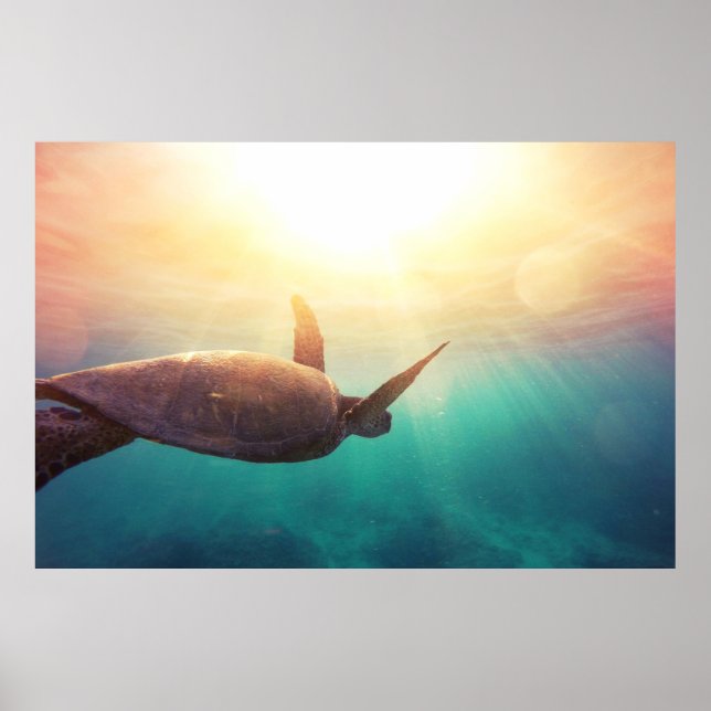 Poster Tortue de mer - Photographie de la nature sous-mar (Devant)