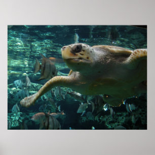 Poster Tortue de mer principale d'enregistreur
