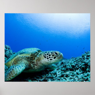 Poster Tortue de mer reposant sous l'eau