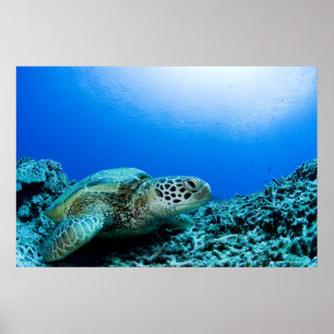 Poster Tortue de mer reposant sous l'eau 2