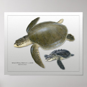 Poster Tortue de mer Ridley de Kemp Imprimer Adulte et Ju