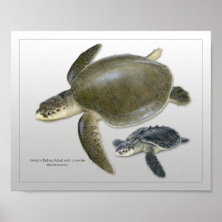 Poster Tortue de mer Ridley de Kemp Imprimer Adulte et Ju