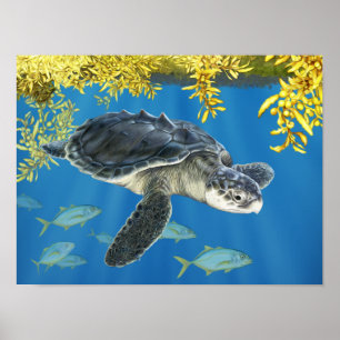 Poster Tortue de mer Ridley de Kemp stylisée avec Sargass