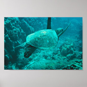 Poster Tortue de mer verte