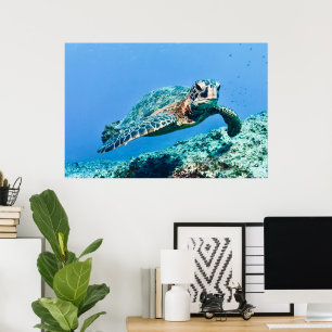 Poster Tortue de mer verte