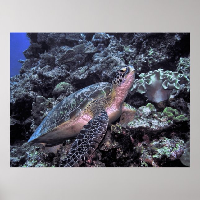 Poster Tortue de mer verte - Moalbol (Devant)