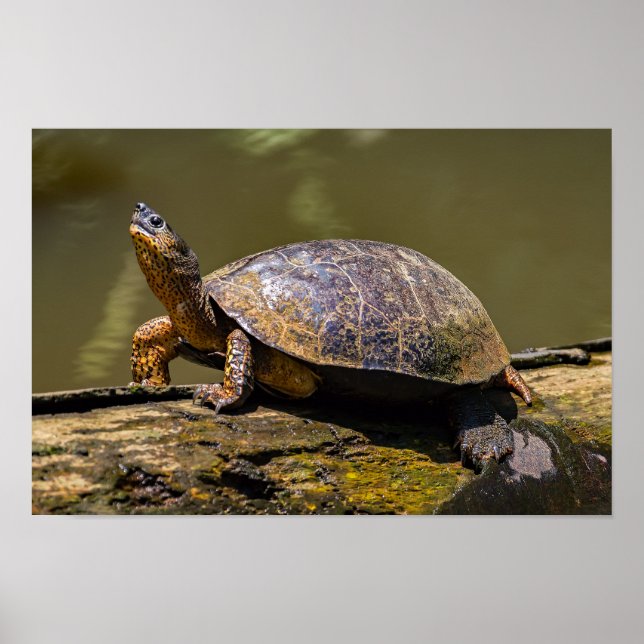 Poster Tortue de rivière à Tortuguero - Costa Rica (Devant)