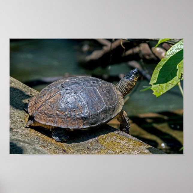 Poster Tortue de rivière à Tortuguero - Costa Rica (Devant)