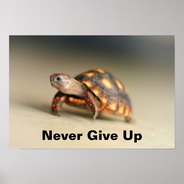 Poster Tortue de sébaste (Devant)