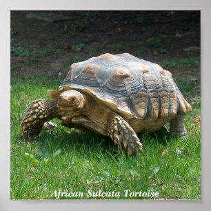 Poster Tortue de Sulcata d'Africain