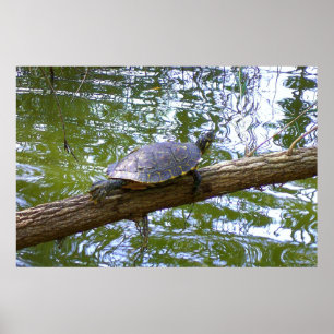 Poster Tortue des arbres