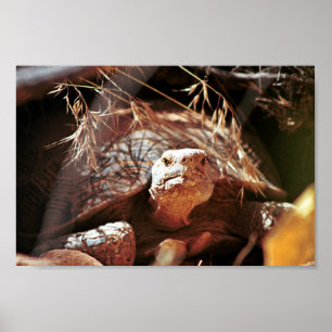 Poster Tortue du désert