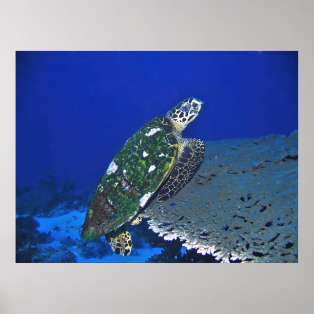 Poster Tortue équilibrée (Devant)