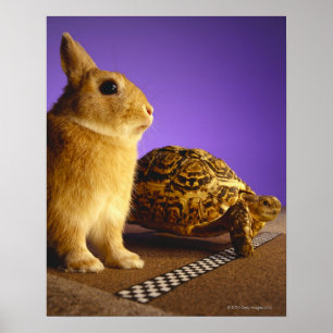 Poster Tortue et lièvre