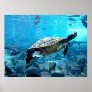 Poster Tortue et poisson
