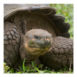 Poster Tortue géante
