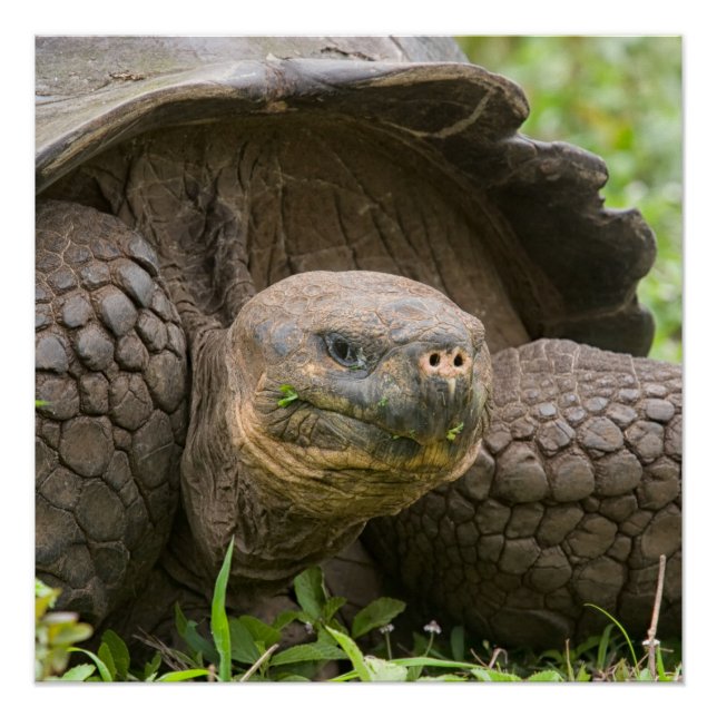 Poster Tortue géante (Devant)