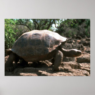 Poster Tortue géante en forme de dôme