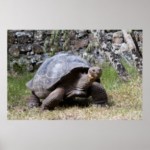 Poster Tortue géante   Galapagos
