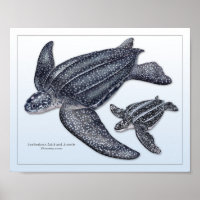 Tortue luth Adulte et Juvénile Imprimer