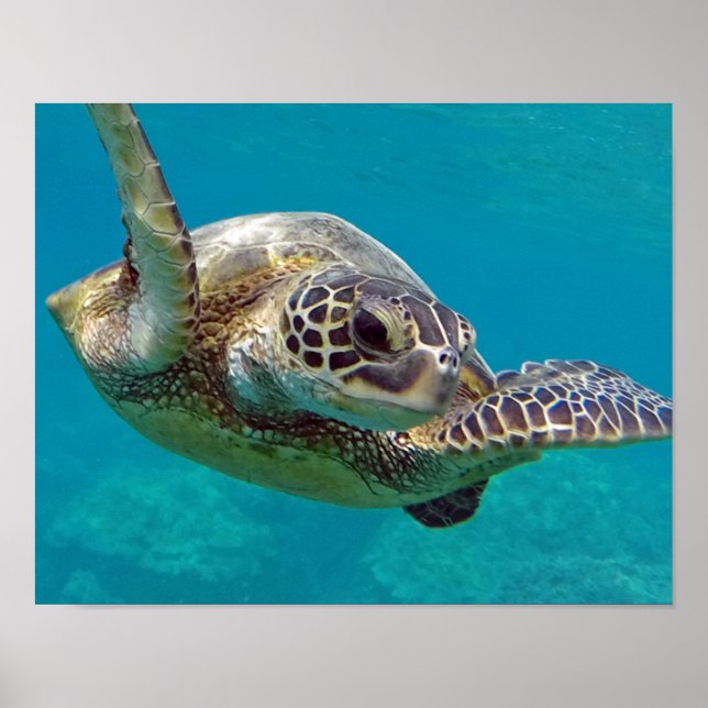 Poster Tortue marine des îles Hawaii (Devant)