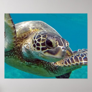 Poster Tortue marine des îles Hawaii