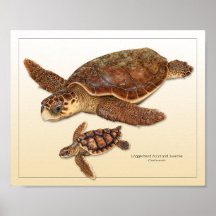 Poster Tortue migratrice Adulte et Juvénile Imprimer
