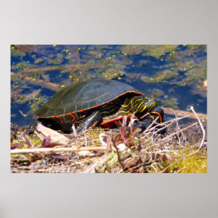 Poster Tortue peinte (Chrysemys picta) 3